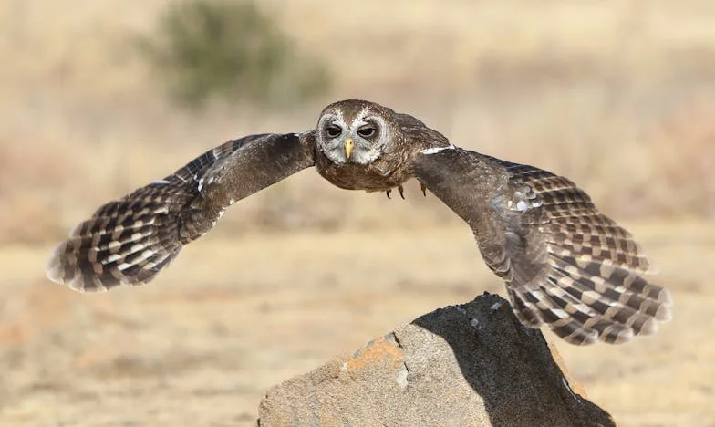 Myslela jsem, že svatba v šedesáti bude pohádka. Místo toho jsem přišla o všechno.