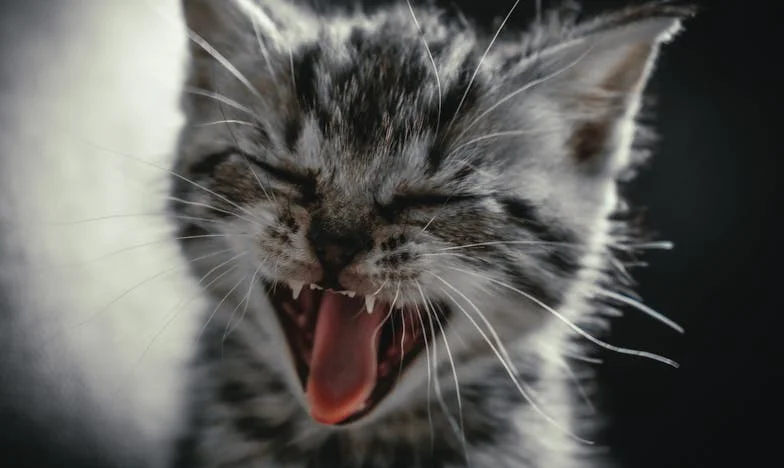 Naučit se říkat „ne“: Jak rodinná očekávání zničila náš sen o životě u Máchova jezera