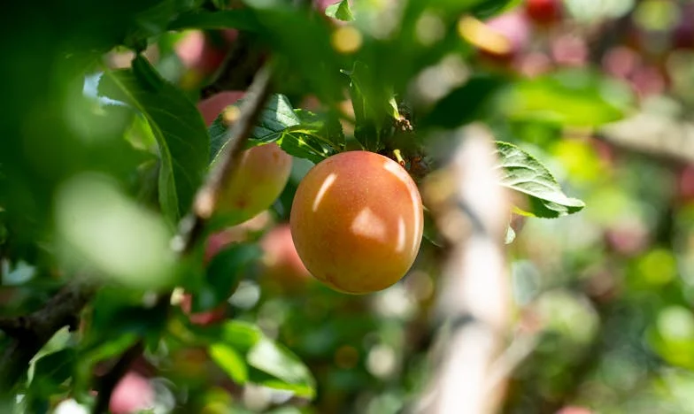 Teta a bratranec se stěhují: Varování od sestry, které změnilo můj život