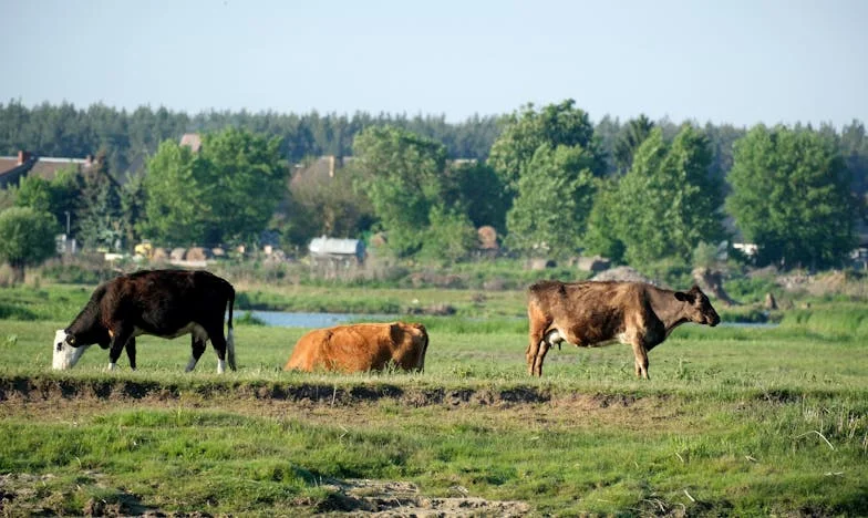 Věčný boj mezi sestrami: Když soupeření přeroste do další generace