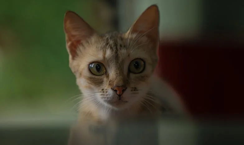 Bratr má svůj byt, já jen klíč od cizího. Máma mi nedovolí nic změnit.