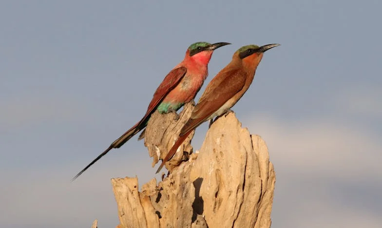 Celý život mi máma říkala, že táta je anděl. Pak mi zaklepal na dveře.