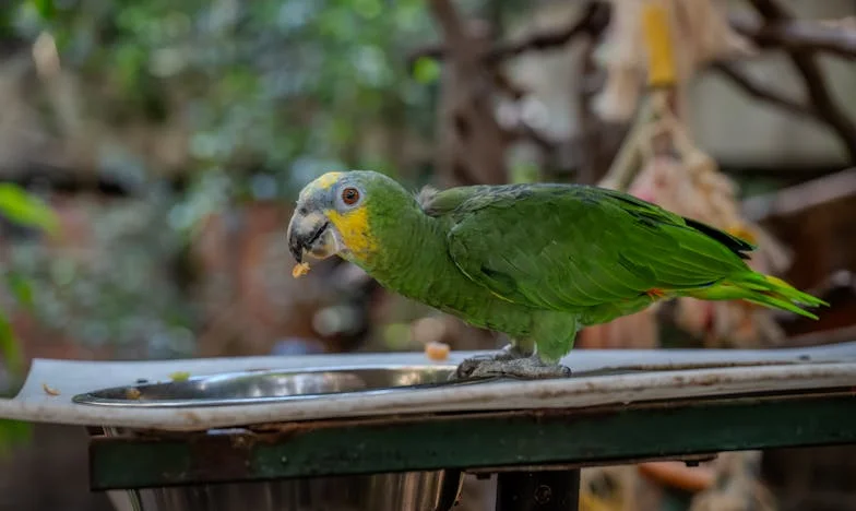 Hostem ve vlastním domě: Příběh o tom, jak jsem se stala cizincem u své dcery