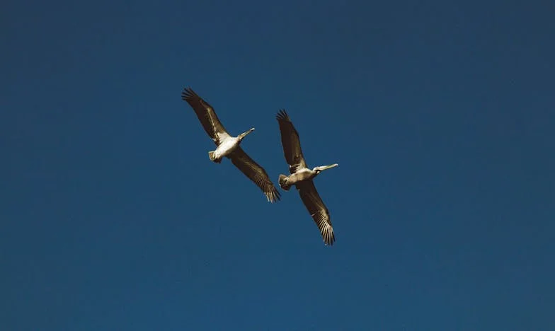 Jedno jídlo, které změnilo všechno: Příběh Tomáše a paní Věry