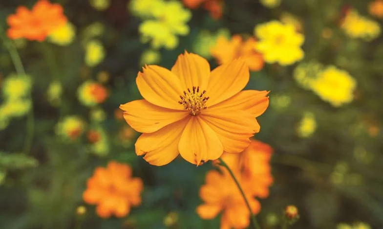 Když hrdost bolí: Příběh o nezávislosti a rodinných poutech