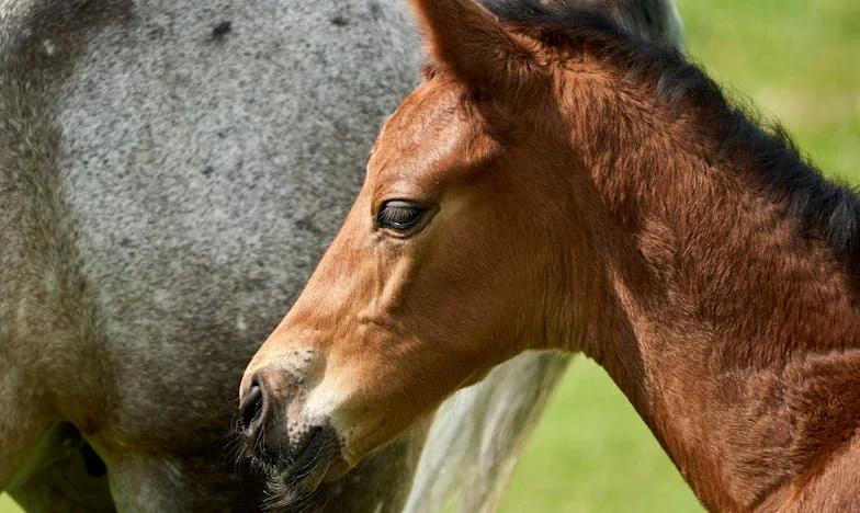 Když se nákup změní v boj o důstojnost: Příběh paní Věry