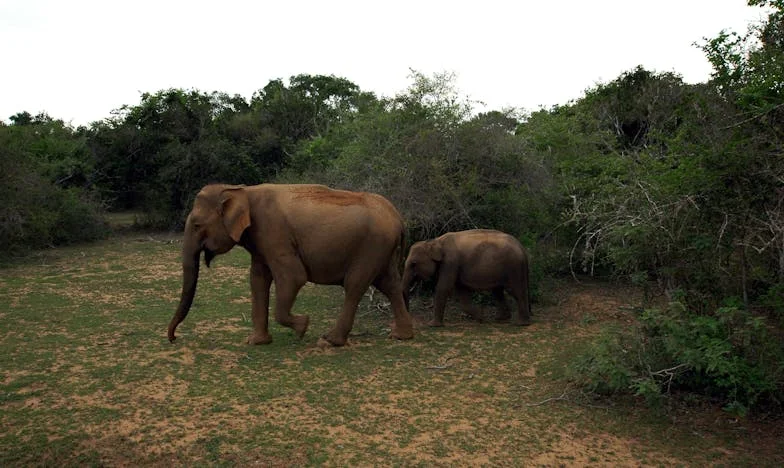 Když tchyně zaklepala na dveře: Příběh jedné domácnosti na hraně