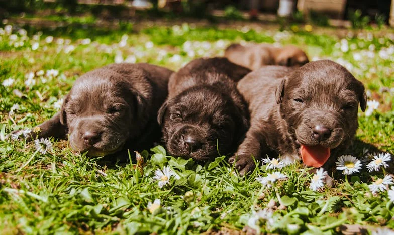 Kytice za dveřmi: Když sousedova pozornost rozbije manželství