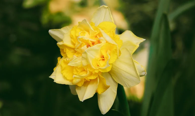 Mezi dvěma domovy: Když srdce táhne na opačné strany