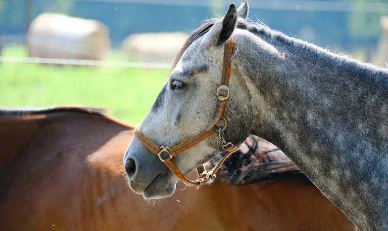 Mezi dvěma světy: Když bývalý manžel nedovolí jít dál