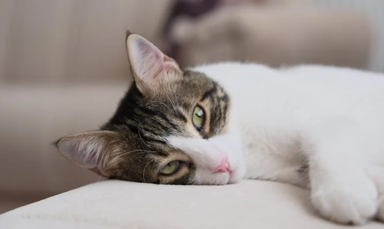 Mezi dvěma světy: Příběh o volbě mezi rodinou a svědomím