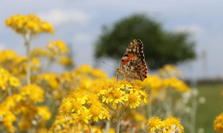 Moje srdce prasklo dvakrát: Jak český sen o Americe skončil v troskách