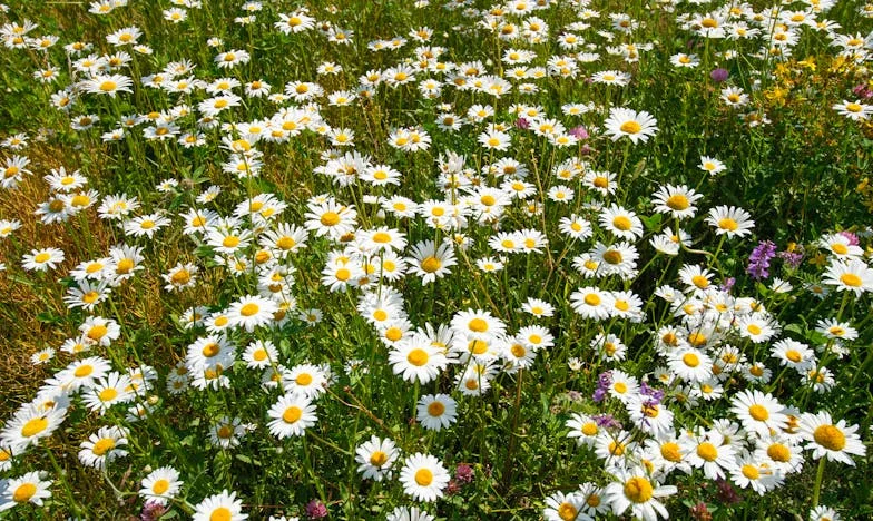 Moje vzdorování synově svatbě s rozvedenou matkou: Příběh lítosti a pochopení