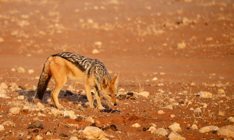 Náhlá noc na chirurgii: Příběh viny, ztráty a odpuštění