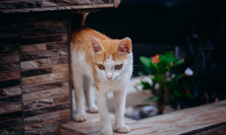 Odešel, když jsem byla v devátém měsíci. Po třech letech se vrátil s prosbou o odpuštění.