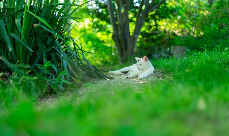 Osmiletá Anička a stateční hasiči: Příběh o odvaze, ztrátě a naději v srdci českého léta