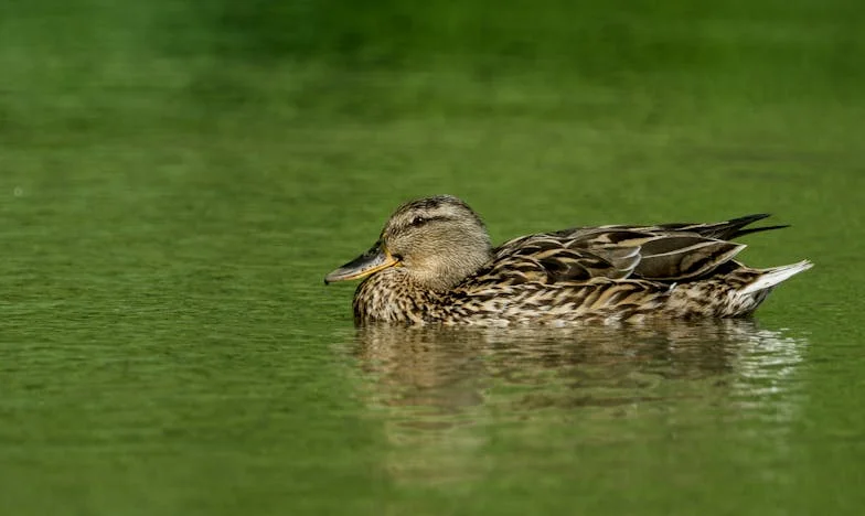 Pes mezi námi: Příběh o rodinných poutech a nevyřčených bolestech