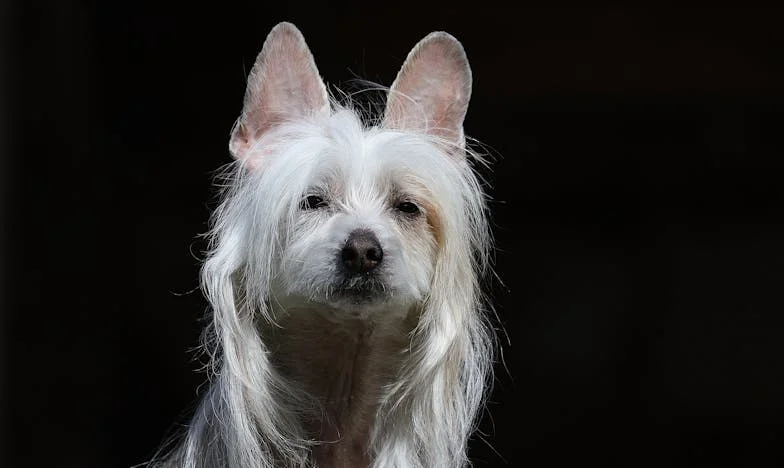 Poslední píseň pro Aničku: Rozloučení na dětském oddělení Motolské nemocnice