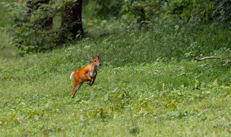 Statečný strážník Libor a jezevec v pasti: Příběh jedné noci na sídlišti