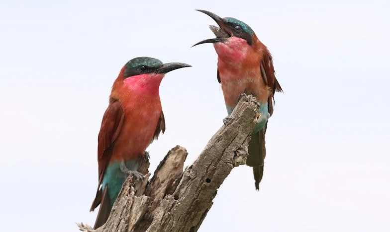 Táta mi vyhrožuje, že mě vydědí, pokud nebudu mít brzy děti. Co mám dělat?