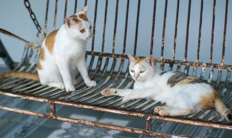 Zrada v srdci: Když nejlepší kamarádka žádá o odpuštění, které nemůžu dát