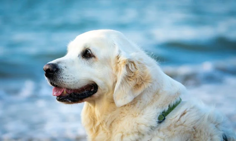 Domov v jejich srdcích: Příběh matky, která dala vše pro své děti