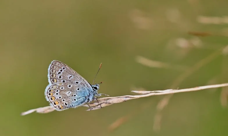 Když se domov rozpadá: Příběh jedné výměny bytů