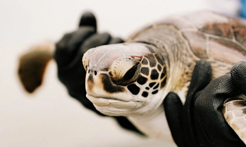 Když se všechno zhroutí: Příběh o zradě, samotě a síle matky