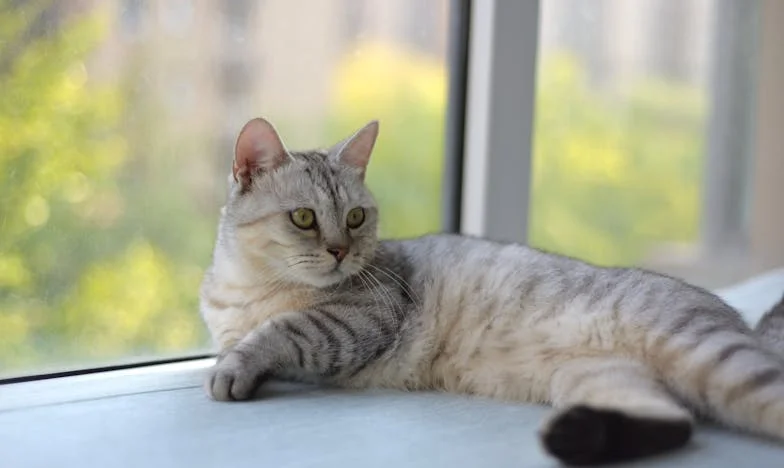 Když se všechno změnilo: Neviditelné boje Nikoly