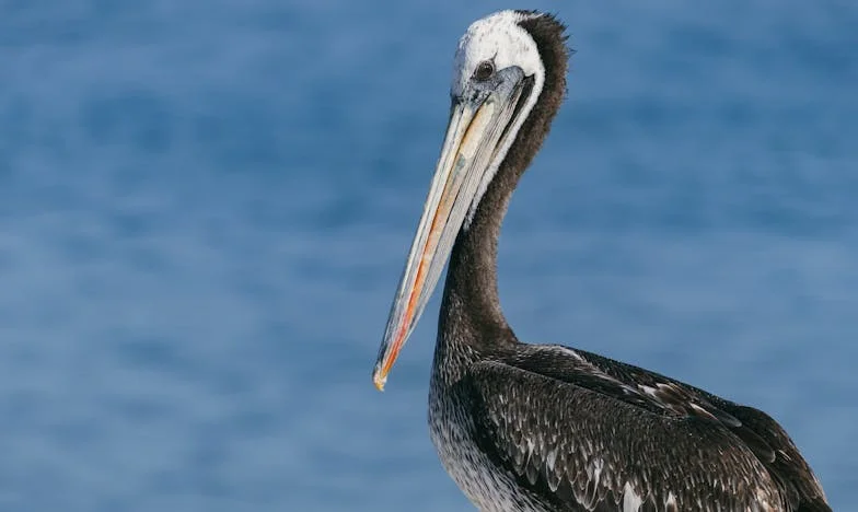 Když víra bolí: Jak jsem se rozhodovala mezi rodinou a svým svědomím