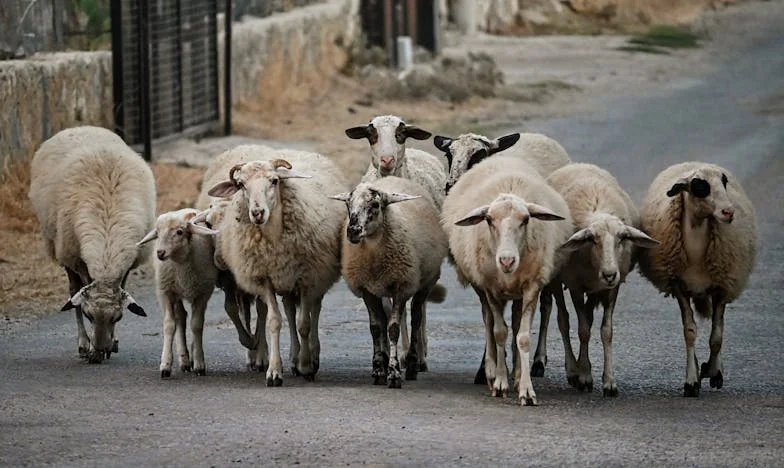 Když vnučka chtěla nejlepší pokoj: Léto, které změnilo naši rodinu