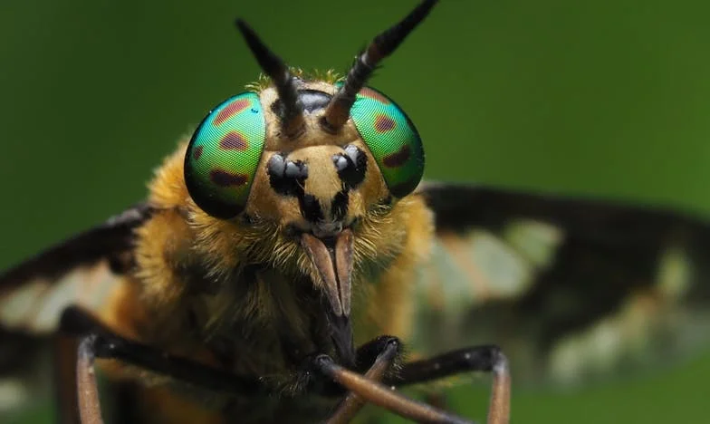 Mezi Bohem a tchyní: Příběh o hledání smíření v jedné pražské domácnosti