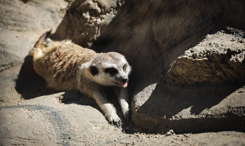 Mezi dvěma ohni: Jak jsem hledala klid v rodině, kde vládla tchyně