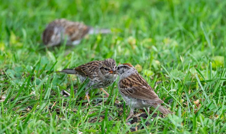 Náš syn nám pronajal dům za zády – teď žijeme v lesní chatě a bojujeme o přežití