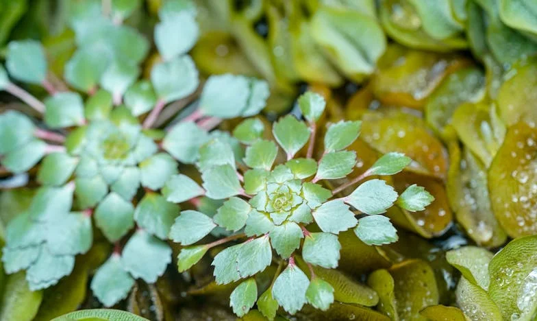 Osm let péče o tchána mé snachy: Nikdo mi nikdy nepoděkoval