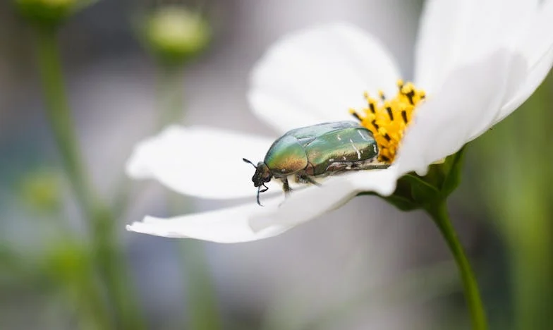 Po svatbě jsem zjistila, že můj muž poslouchá jen svou matku: Lituji ztraceného času a toho, že jsem jim dovolila mě ovládat