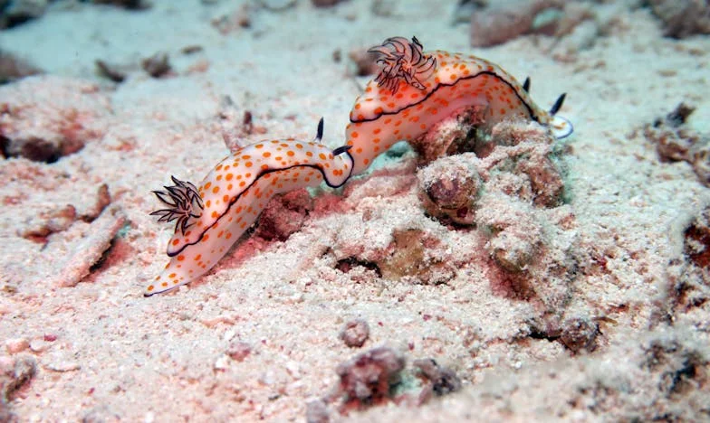 Přiveď vnoučata, ale peněženku nezapomeň: Když rodina znamená víc než jen návštěvu