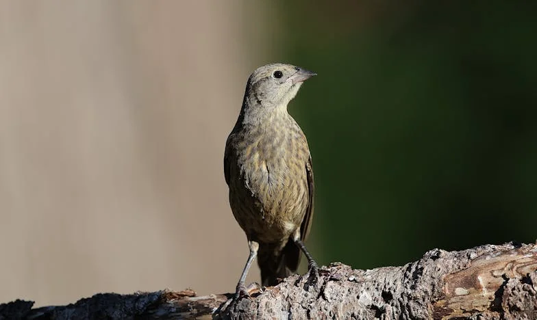 Svatba na břehu Vltavy: Luciin boj s bolestí, láskou a předsudky