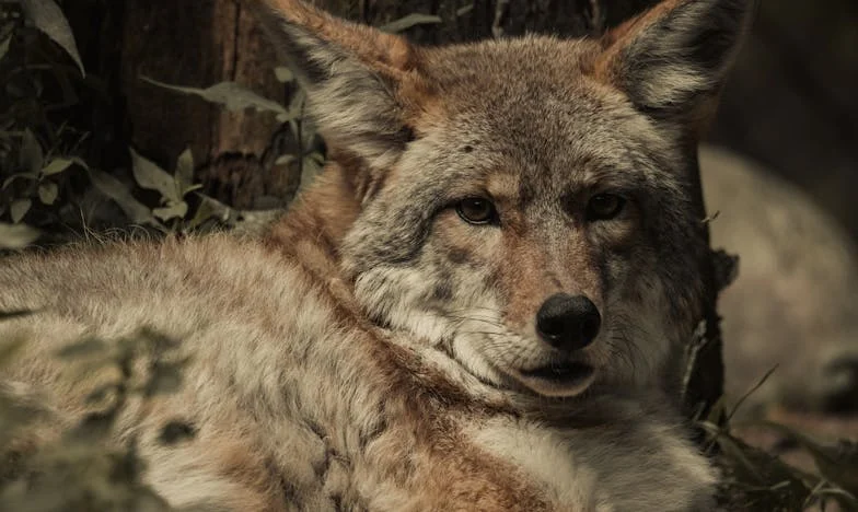 Tchyně v mém domě: Když soucit přeroste v boj o vlastní život