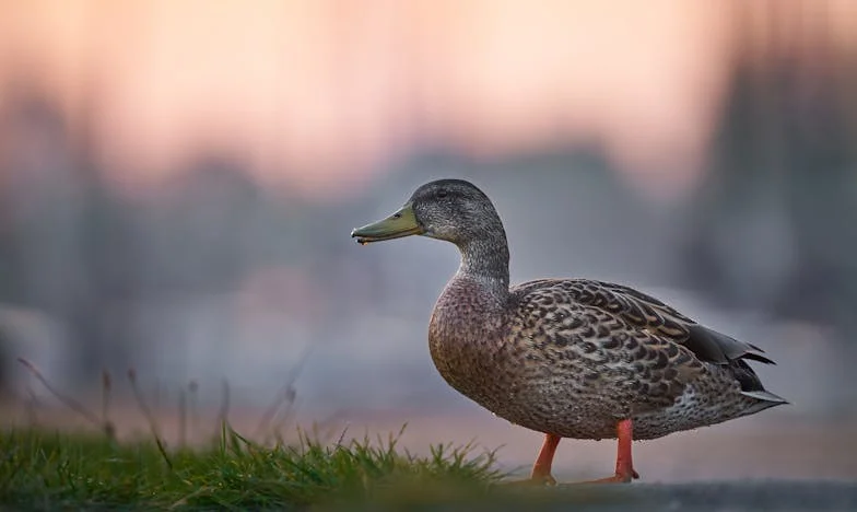 Ticho za zavřenými dveřmi: Příběh jedné tchyně a rodinného tajemství