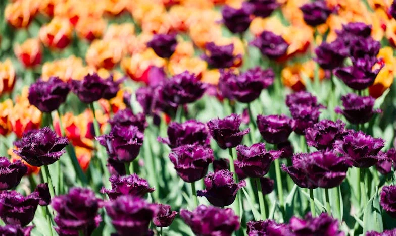 Vůně zrady: Jak mi parfém odhalil manželovu nevěru