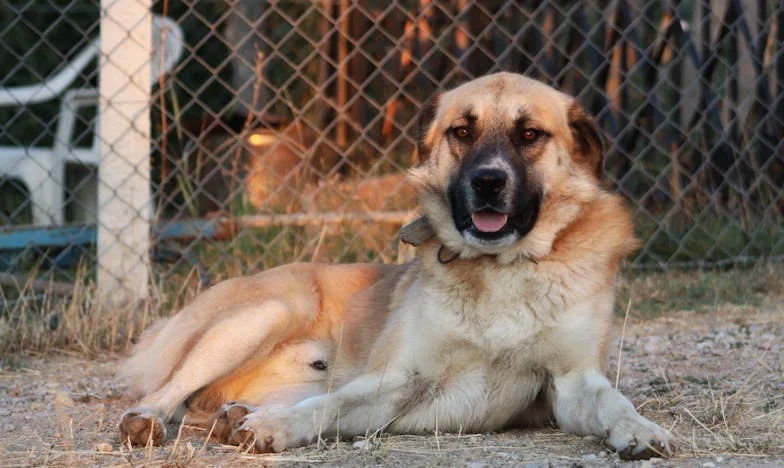 Zrazený vlastní matkou: Pravda o ukradeném dědictví