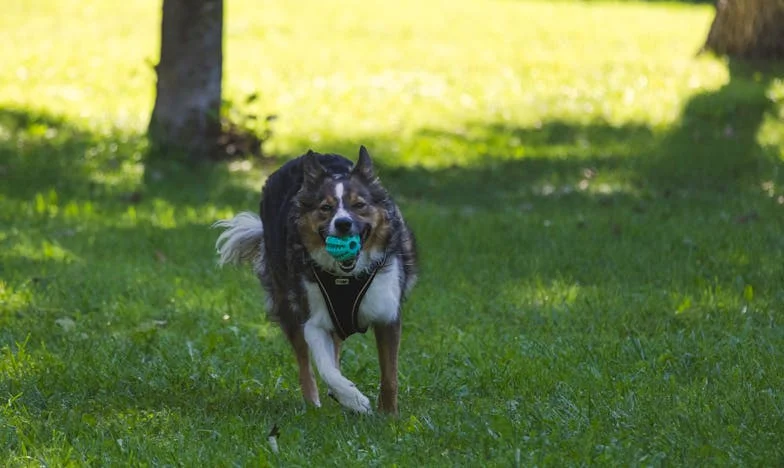 Cizincem ve vlastní rodině – Svatební hostina v mém bytě a boj o hranice