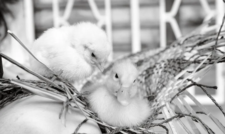 Dopis, který změnil všechno: Příběh jedné rodiny z Vinohrad