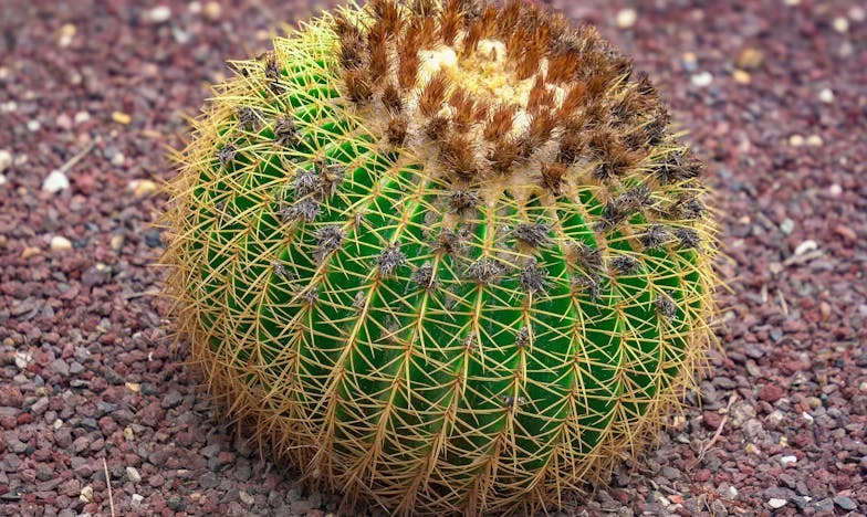 Když můj domov přestal být mým: Vyprávění jedné české matky