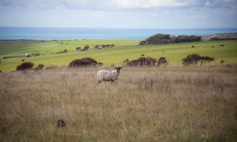 Když rodina bolí: Příběh mezi tchyní, manželkou a mnou
