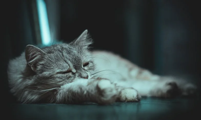 Když se otcovo srdce rozpadá: Příběh Marka, který ztratil své dcery