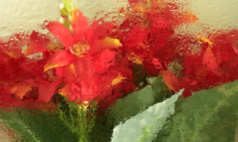 Když tchyně diktuje Vánoce: Proč jsem odmítla péct kapra