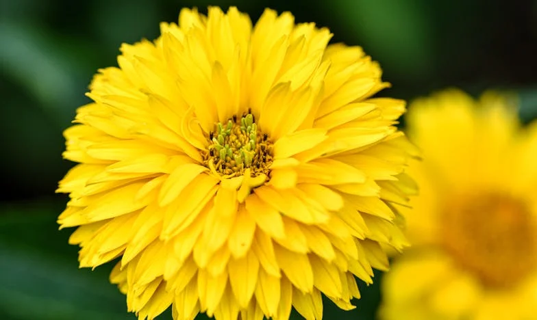 Když telefon zvoní a bolí to: Příběh české matky a její vzdálené dcery