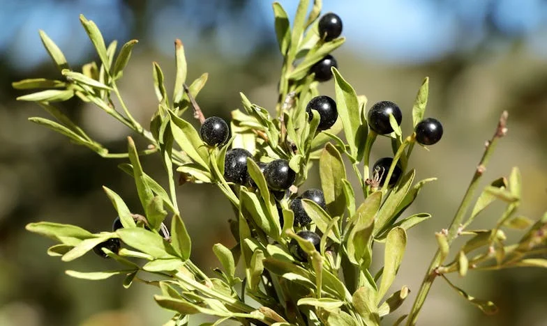 Mezi čtyřmi stěnami: Boj o vlastní domov